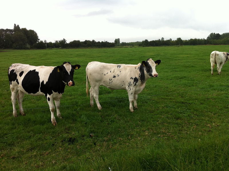 Vleespakketten Kaasboerderij Schellach Vleeskoeien